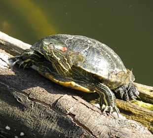 Rotwangenschildkröte