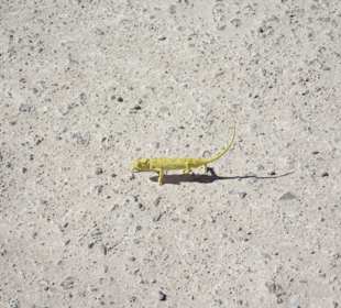Etosha