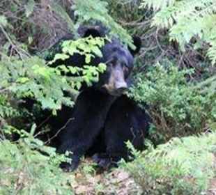Bär im Wells Gray PP
