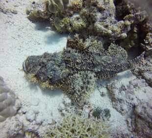 Schnorcheln Makadi Bay