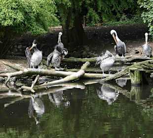 Vogelpark Walsrode