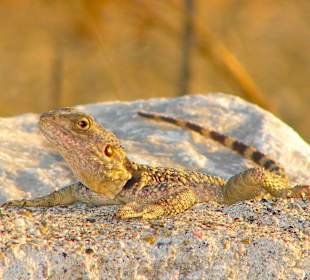 Echse am strandhotel