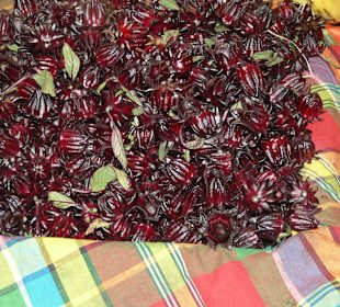 Stadtrundfahrt mit dem Pferdewagen