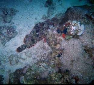 Suchbild - wer findet den Steinfisch