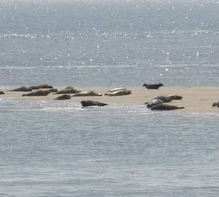 Seehunde auf der Seehundsbank vor Büsum