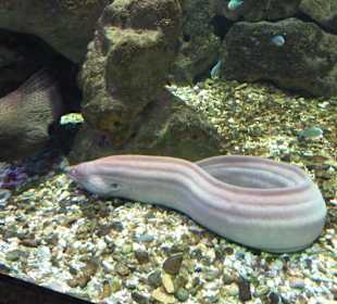 Murena w akwarium w Hurghadzie