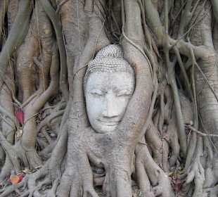 Buddha vom Baum eingewachsen