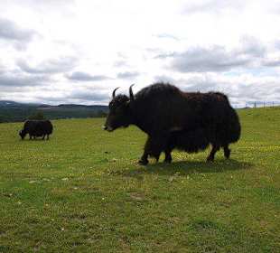 Highland Wildlife Park