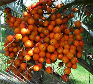 Fruchtstand einer Palme im Jardin des Plantes