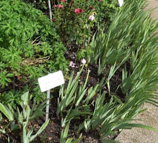 Rosengarten auf der Roseninsel