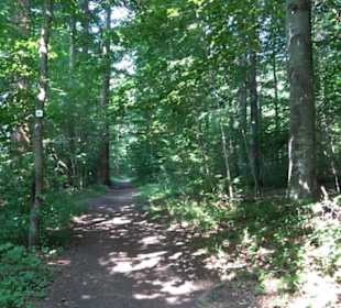 Waldlehrpfad St. Johann