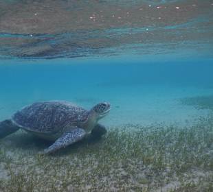 Schnorcheln Marsa Alam