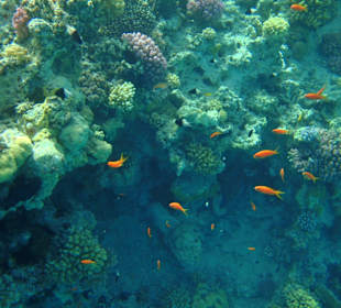 A lot of colored fish