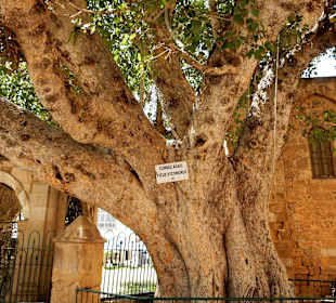 Uralter Baum vor der Kathedrale