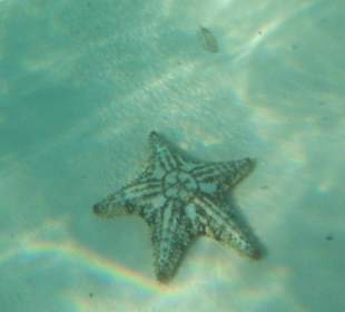 Seestern im glasklaren Wasser