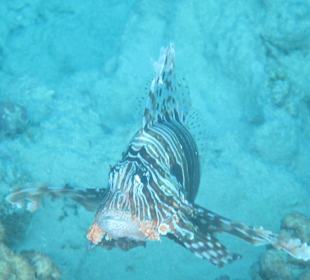 Hausriff Arabia Azur Resort