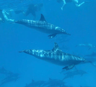 Delphin Tour