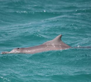 Buckeldelfin im Roten Meer