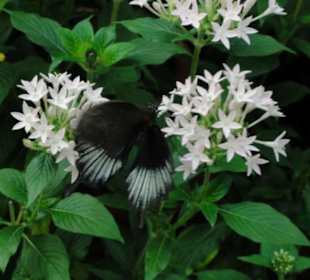 Insel Mainau 08/2017
