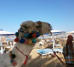 "Mozes" am Dana-Beach