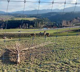 Wildgehegge