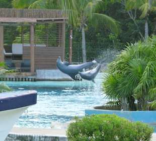 Delfinarium Playa del Carmen