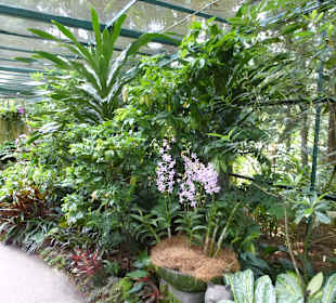 Im Garten der Orchideen