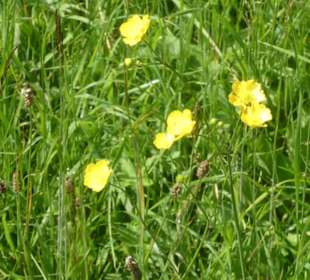 Rundwanderung Extratour Kuppenweg, Platzer Kuppe