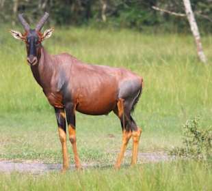 Topi-Antilope im Lake-Mburo-Nationalpark