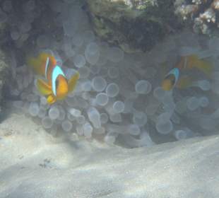Clownfisch am Hotel Riff 