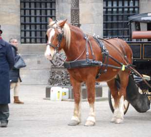 Pferdekutscher am Dam