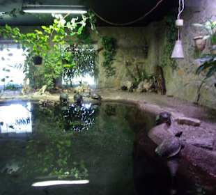 Im Aquarium Zella Mehlis