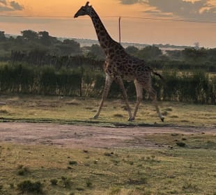 Die Giraffe früh morgens 