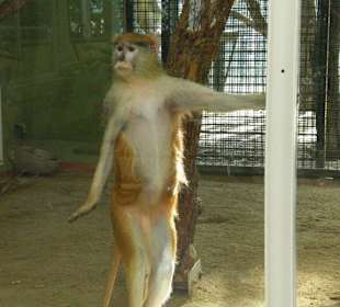 Affe