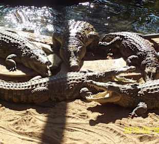 Crocodile Farm and Snake Park, Malindi