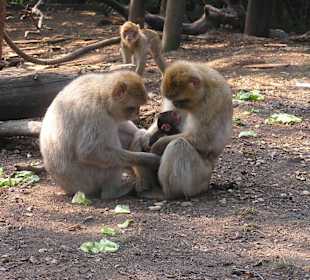 Wildpark Altenfelden