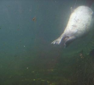 Seerobbe mal in Unterwasserperspektive