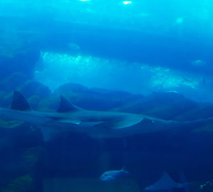 Dubai Aquarium