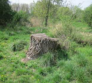 Rgeinpappeln mit 1,8 Meter Durchmesser