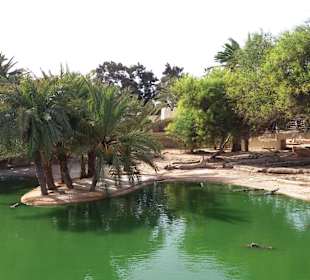 Krokodilfarm Animalia