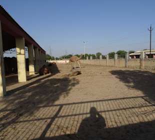 Auf dem Gelände der Kamelfarm