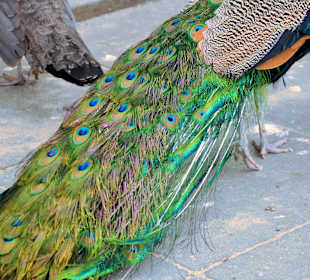 Mieszkańcy Łazienek Królewskich