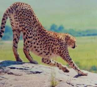 Gepard im Amboseli Nationalpark