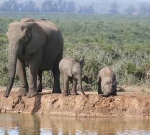 Addo Elephant Park