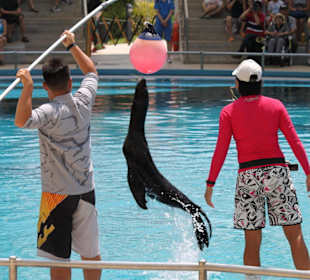 Teil der Delphinshow