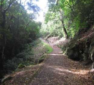 Auf dem Weg zum Keanae Arboretum