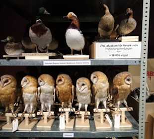 Blick in die Sammlung des Naturkundemuseums