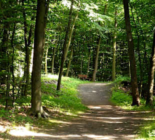 Spaziergang durch den Stadtwald Verden