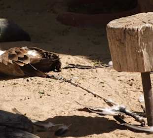 Wer hat dem die Federn ausgezupft?