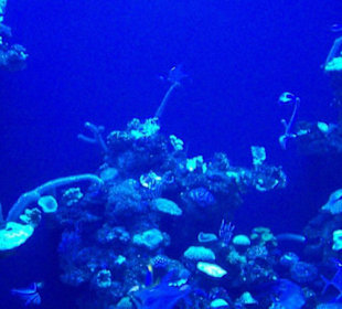 Palma Aquarium